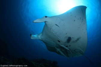 Manta Ray