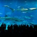 ジンベイザメを見に沖縄美ら海水族館へ行こう！